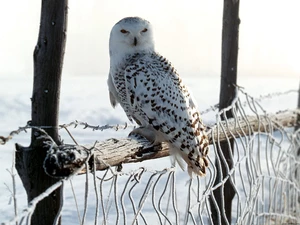Snowy Owl
