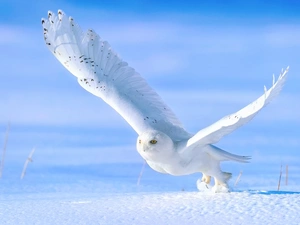 Snowy Owl, snow
