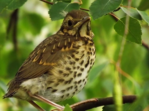 Song, Air-taxiing, Leaf, branch pics, green ones, Mockingbird