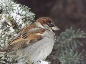 birdies, spruce, twig, Sparrow