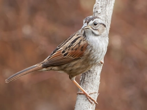 sparrow, branch
