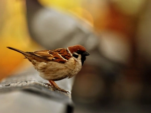 Close, Bird, tree sparrow
