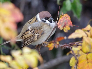 tree sparrow, forest, autumn, trees
