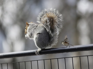 hand-rail, squirrel, Sparrow
