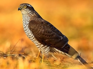 sparrow hawk