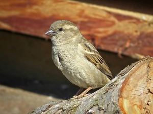 viewes, sparrow, log, trees, Bird