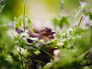sleepy, Plants, green, Sparrow