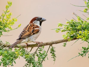 Sparrow, twig