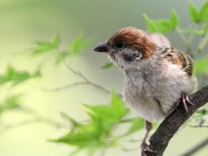sparrow, twig