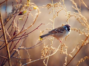 Twigs, Bird, tree sparrow