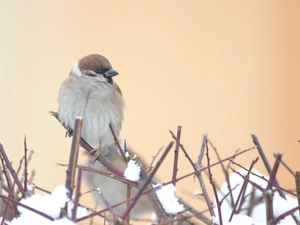 sparrow, winter