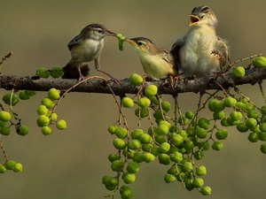 birds, twig, plants, Sparrows