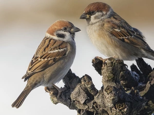 trees, trunk, birds, Sparrows, Two cars