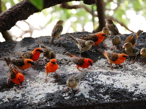 Malagasy, grains, rice, Sparrows