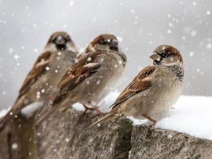 Sparrows, winter, snow