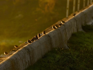 Sparrows, Great Sunsets