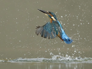 drops, Splashes, flight, water, kingfisher