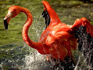 water, Greater Flamingo, Splashing