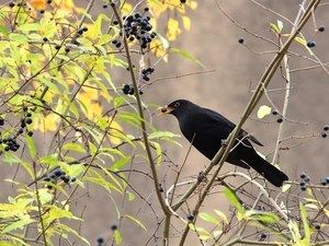 ##, spout, DBZ, Yagoda, Blackbird