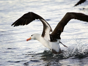 albatross, wings, water, spread