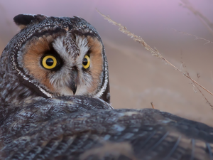 owl, spread, wings, eagle-owl