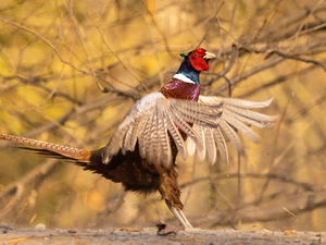 Bird, spread, wings, Common Pheasant