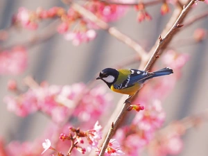 Spring, tit, branch