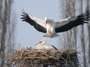 viewes, Spring, nest, trees, Storks