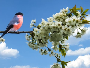 kirsch, Spring, twig, Rising, Gil