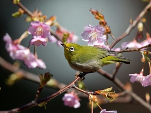 Flowers, Spring, Zosterops, Twigs, birdies