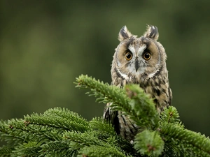 spruce, owl, ear