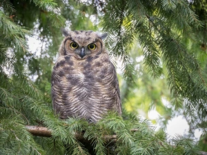 owl, Twigs, spruce, Great Horned Owl