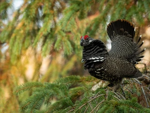 twig, spruce, male, blackcock, Bird