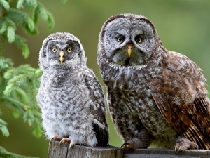 Owls, twig, spruce, owls of moss