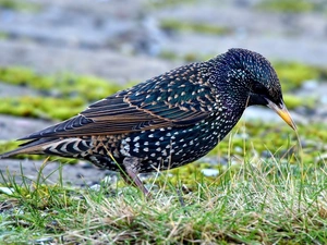 starling, grass
