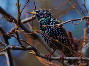 starling, branch pics