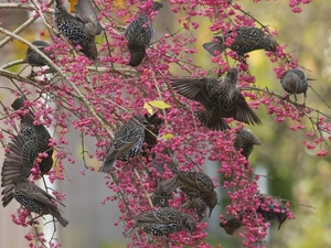 starlings, Twigs