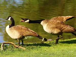 geese, water, grass, Steam