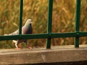 Stone, pigeon, Bird