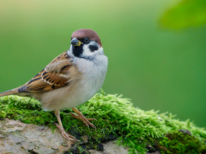 sparrow, Stone, blurry background, mossy