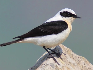 Stone, wheatear, grouper