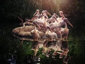 birds, Stone, Pond - car, pelicans