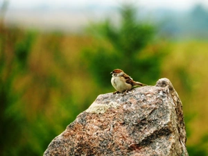 Stone, Bird, sparrow