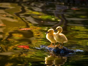 sweet, water, Stone, ducks