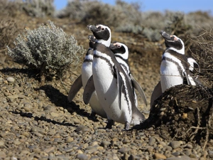 Stones, penguin, Bushes