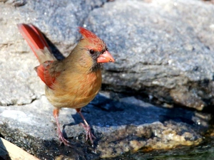 Stones, Bird, cardinal