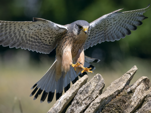 Stones, Bird, falcon