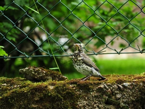 Stones, Moss, thrush, fence, birdies