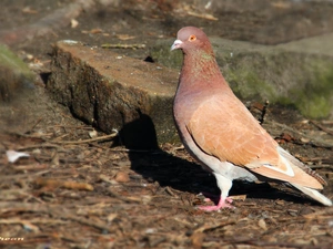 Stones, ginger, pigeon