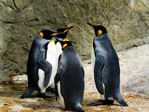 Stones, penguin, rocks